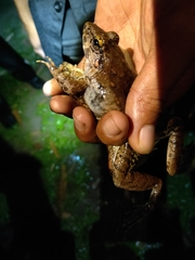 Limnonectes macrodon