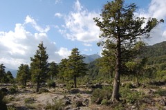 Austrocedrus chilensis