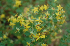 Balbisia gracilis