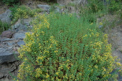 Balbisia gracilis