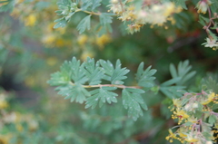 Balbisia gracilis