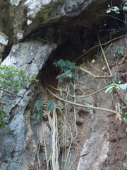 Rhaphidophora