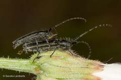 Agapanthia suturalis