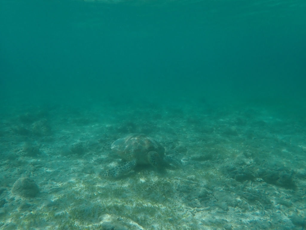 Green Sea Turtle (Chelonia mydas) — recorded at Hans