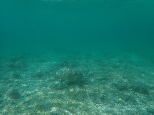 Green Sea Turtle (Chelonia mydas)