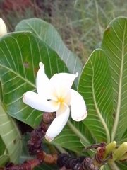 Himatanthus obovatus