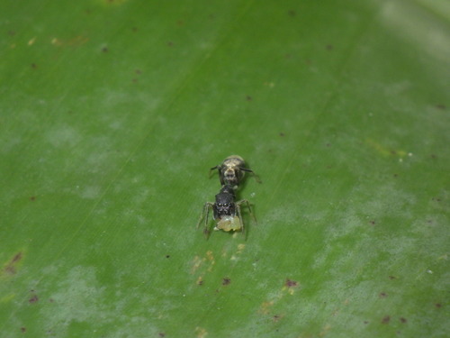 Myrmarachne balinese