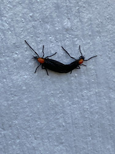 Unknown species found near Alden Bridge, The Woodlands, TX, USA