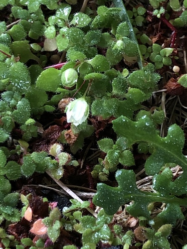 Crassula peculiaris
