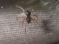 Oedignatha scrobiculata