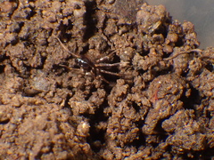 Oedignatha scrobiculata