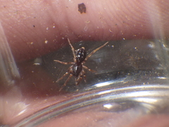 Oedignatha scrobiculata