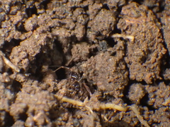Oedignatha scrobiculata