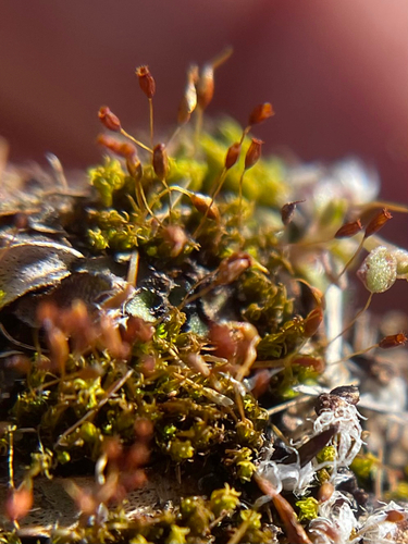 Green-tufted Stubble Moss (Weissia controversa)