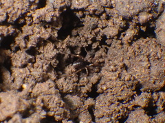 Oedignatha scrobiculata