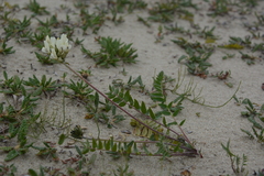 Oxytropis sordida
