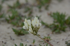 Oxytropis sordida