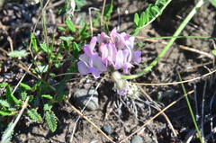 Oxytropis sordida