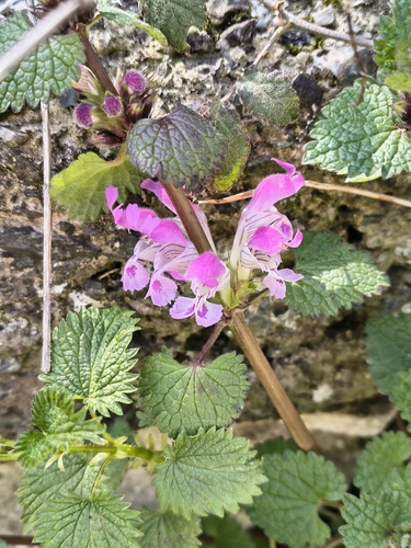 Monte Gargano Dead-nettle (Lamium garganicum)