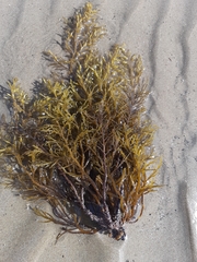 Cystoseira compressa