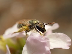 Lasioglossum pseudoleptocephalum