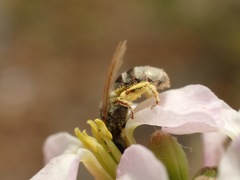 Lasioglossum pseudoleptocephalum