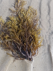 Cystoseira compressa