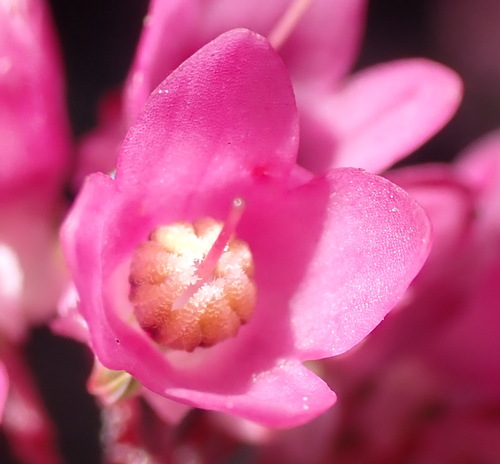 Cube Heath (Erica cubica)