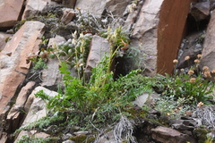 Oxytropis sordida