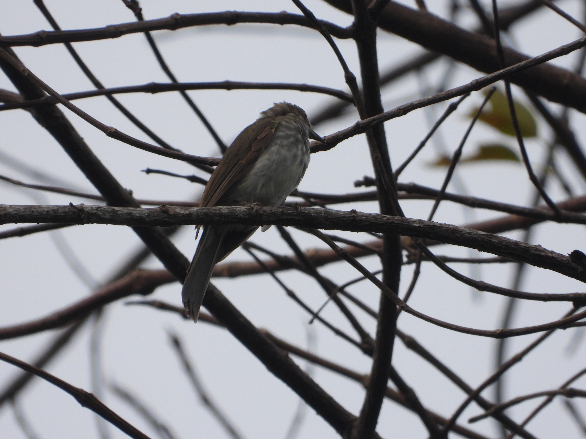 Sumatran Bulbul (Ixos sumatranus), photo 2
