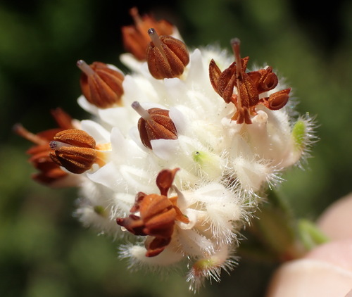 Wool Heath (Erica flaccida)