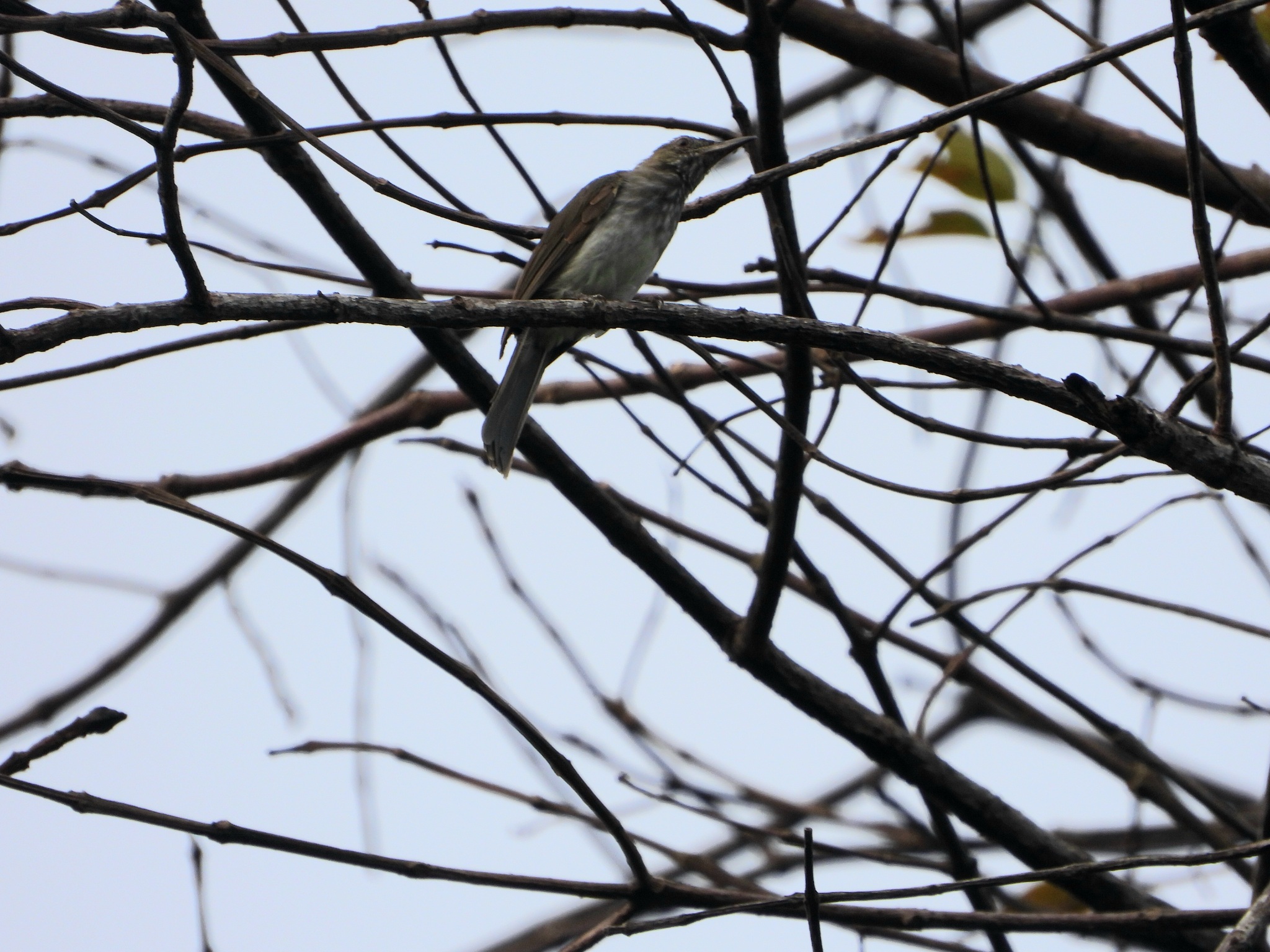 Sumatran Bulbul (Ixos sumatranus), photo 3