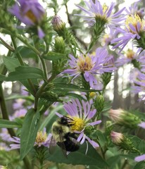 Symphyotrichum elliottii