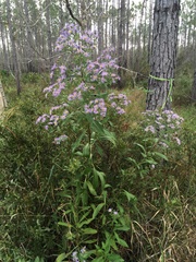 Symphyotrichum elliottii