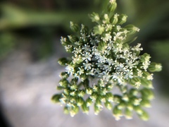 Cnidium monnieri
