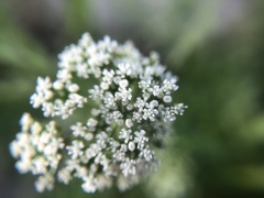 Cnidium monnieri