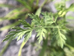 Cnidium monnieri