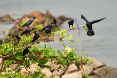 Corvus splendens