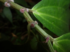 Elatostema