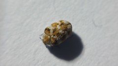 Anthrenus verbasci