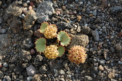 Pozoa