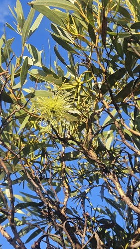 Narrow-leaved Bushy Yate (Eucalyptus lehmannii)