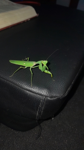 Giant Asian Mantis