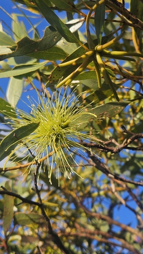 Eucalyptus lehmannii, photograph 4
