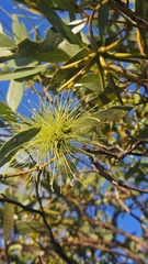 Eucalyptus lehmannii, photograph author not stated, no rights reserved