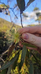 Eucalyptus lehmannii, photograph author not stated, no rights reserved