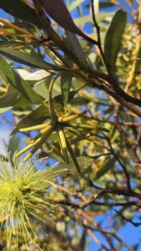Eucalyptus lehmannii, photograph 6