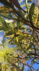 Eucalyptus lehmannii, photograph author not stated, no rights reserved