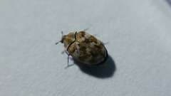 Anthrenus verbasci
