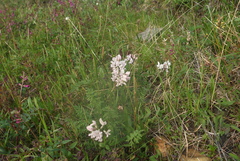 Oxytropis sordida